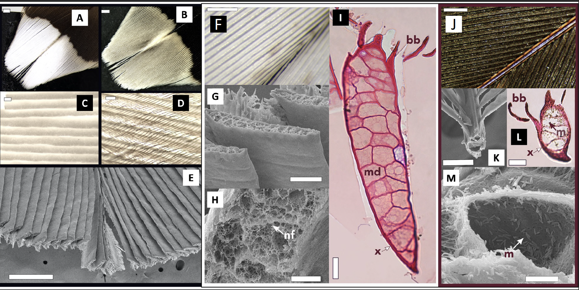 (a)–(e): Morphology of the white tips of woodcock Scolopax rusticola rectrices. (a) White reverse surface. (b) Brown obverse surface. (c) White rami in a Venetian-blind alignment; individual cells are apparent. (d) Obverse view showing the interlocked dark barbules covering the white rami. (e) SEM micrograph of the white rectrix tip transversally cut, showing shallow V-shaped surface of rami; (f)–(m): Comparison of the microstructure of the white and brown parts of rectrices. (f) Optical image of white rami at 30x magnification. (g) Thickened and flattened rami viewed from the reverse surface. (h) Interior of a white ramus shows cells with networks of keratin fibres (nf) and air pockets. (i) a white ramus showing hollow medullary cells (md) and a thin cortex (x); the barbules (bb) are present on the obverse side. (j) Optical image of contiguous brown region at 30x magnification. (k) Brown rami in cross-section. (l) Melanosomes (m) present throughout the rami and barbules. (m) Medullary cell of brown ramus showing melanosomes (m) and the absence of keratin matrices. Scale bars: (a) and (b) 1 mm; (c), (d), (g) and (k) 50 μm; (e) 500 μm; (h) 10 μm; (i) and (l) 100 μm; (m) 5 μm; (f) and (j) 1 mm.(Reporduced from Dunning et al. 2023)
