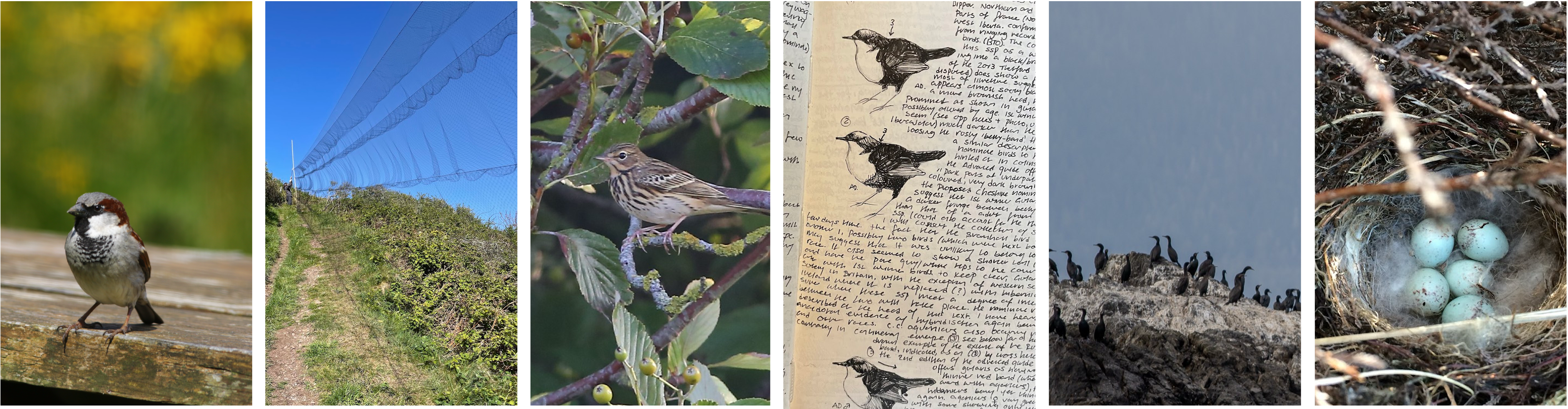 Social network visualization