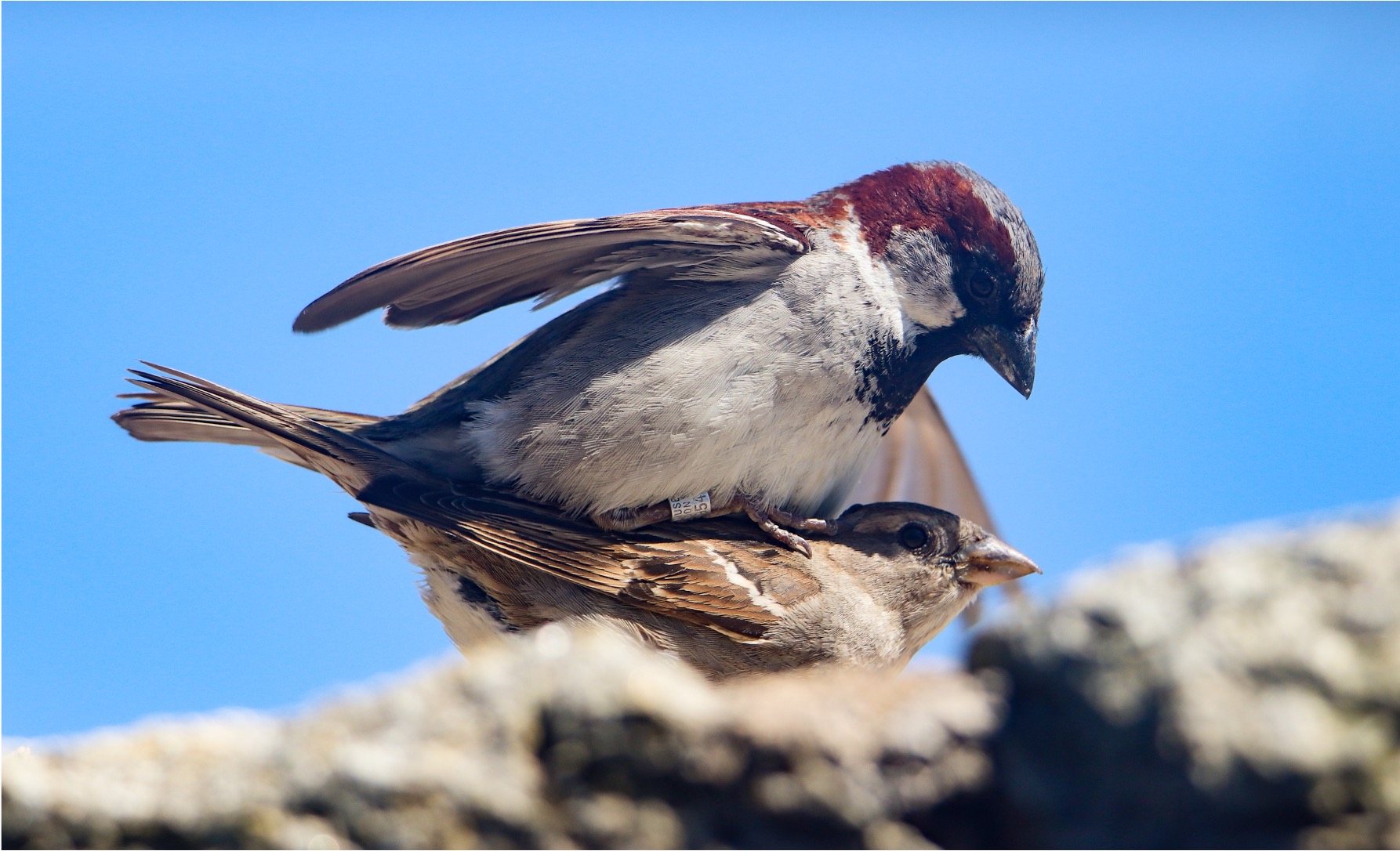 Metal-ringed house sparrows on Lundy island. H.Y.J Chik. 2021.